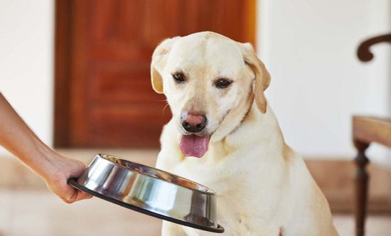 Как сэкономить на корме для питомца?