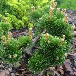 Сосна Якобсен Закупка М35 наличие 2026