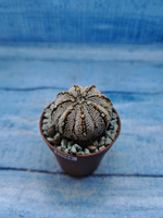 Astrophytum Asterias "Super Kabuto" (Астрофитум)