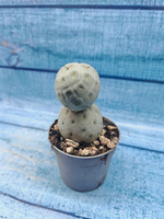 Tephrocactus Geometricus (Тефрокактус)