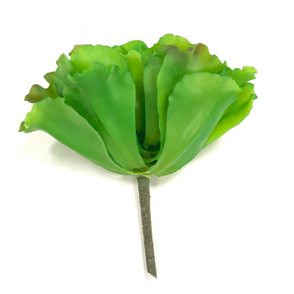 Суккулент капуста