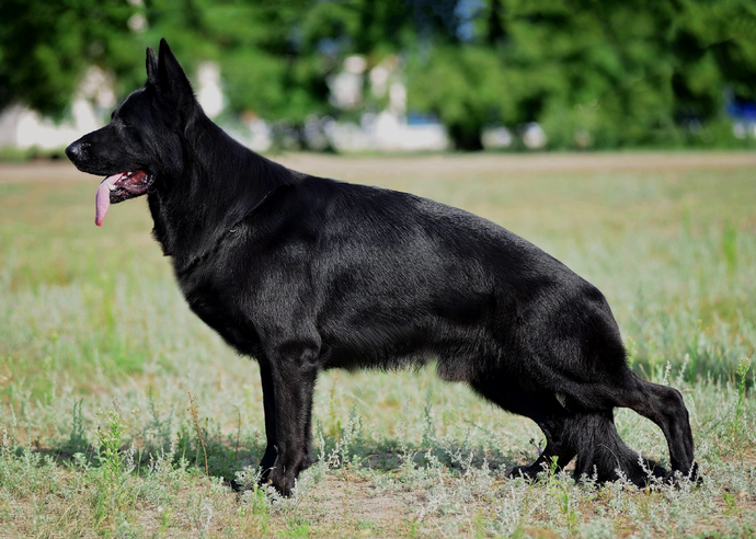 Отец: X-FACTOR TEAM CARRERA 