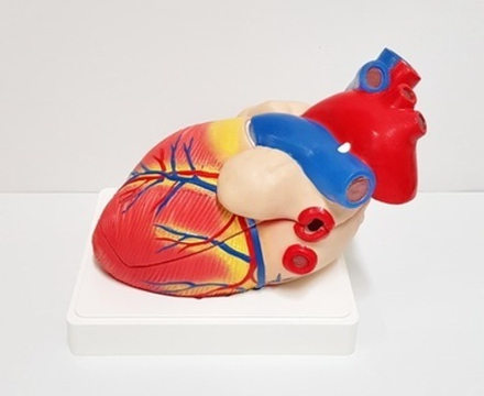 Модель Сердце (большое)