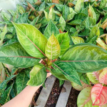 Аглаонема GOD ARMY