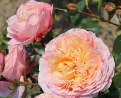 Домен де Шантильи (Domaine de Chantilly)