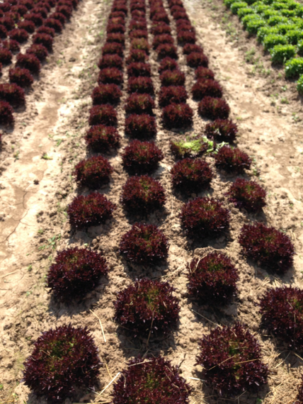 Триплекс семена салата хрустящего с сильно рассеченным листом (Rijk Zwaan / ALEXAGRO) культура – фото 7