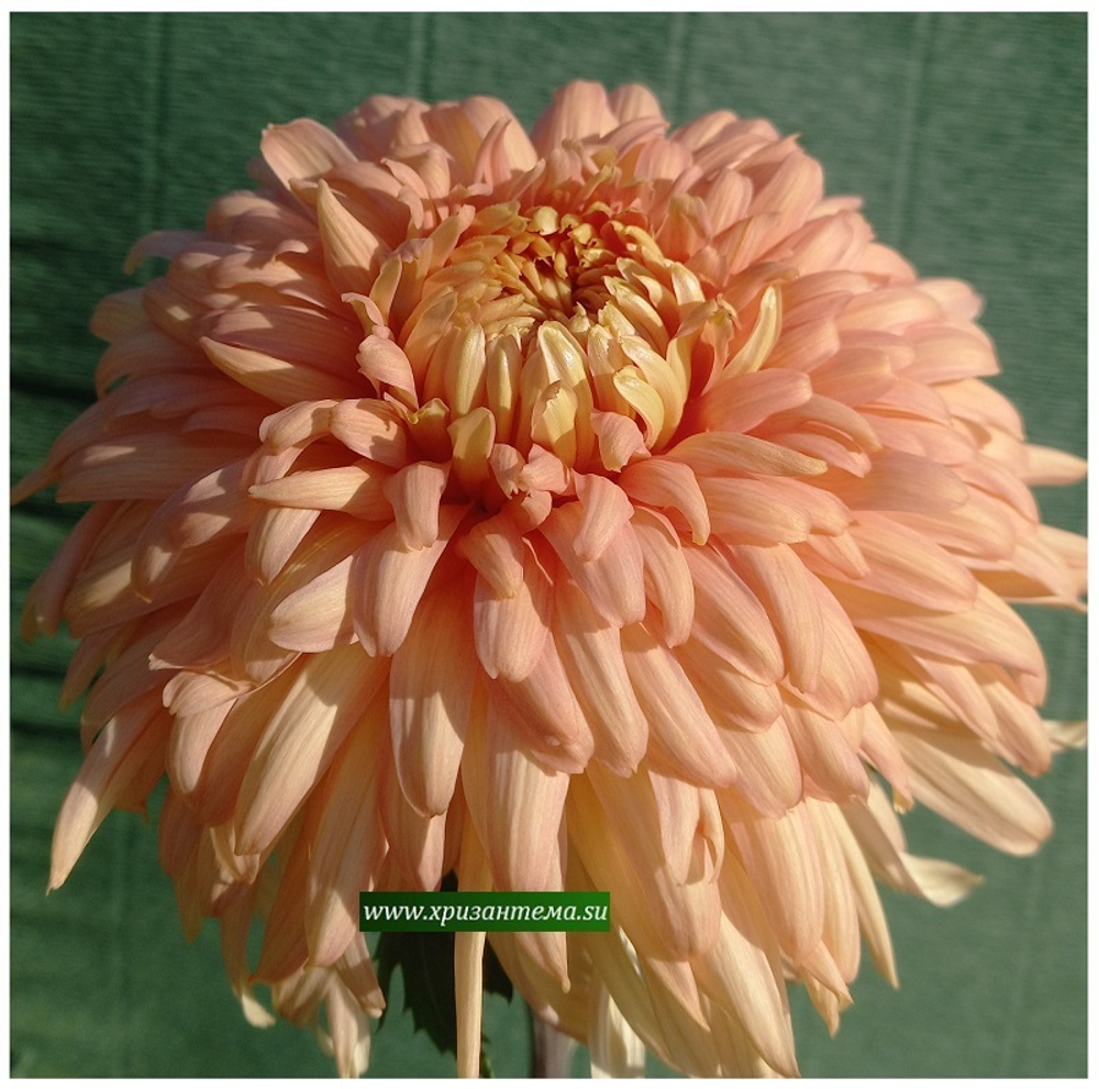 Хризантема крупноцветковая Patricia Millar Salmon ☘ ан 36    (временно нет в наличии)