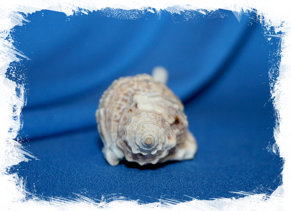 Циматиум мурицинум (Cymatium muricinum)