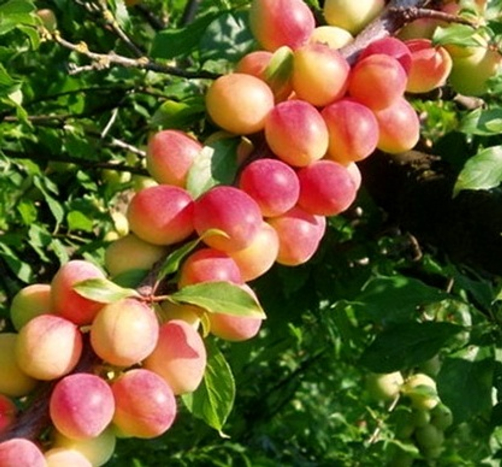 Алыча Кубанская комета