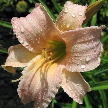 Лилейник Слоновая Кость