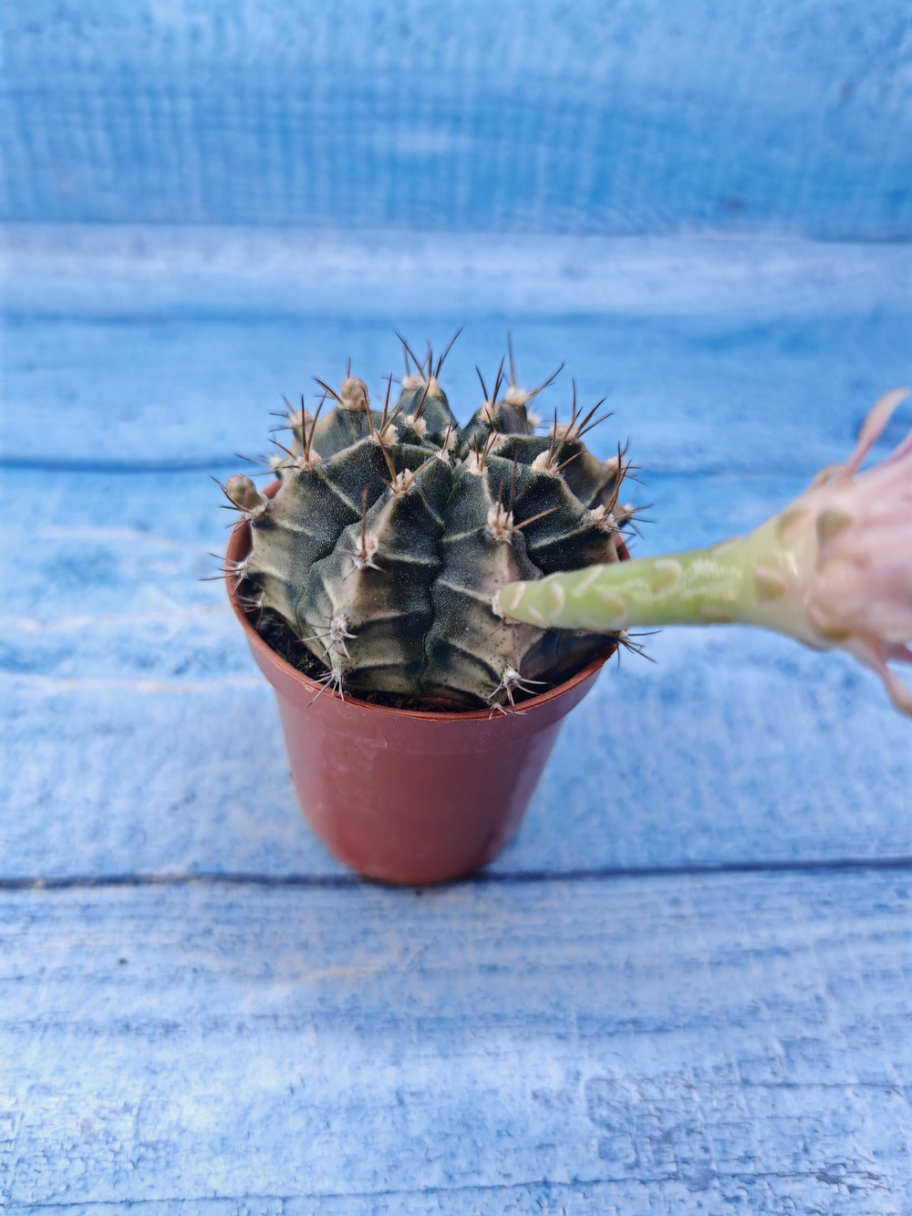 Gymnocalycium Friedrichii (Гимнокалициум)