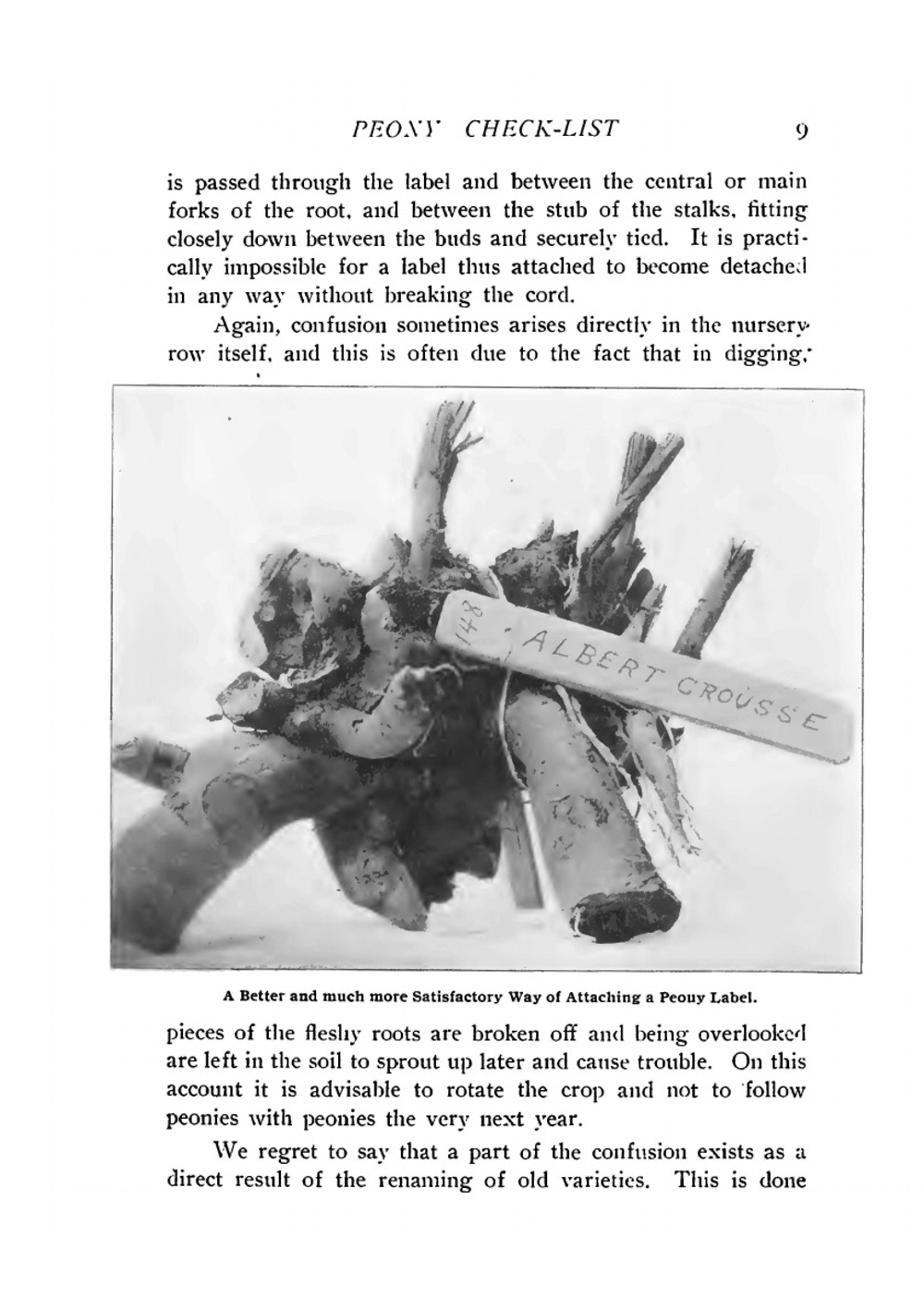 A Peony Check-list | Coit John Eliot