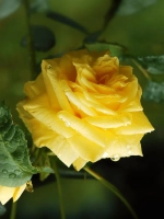 Роза чайно-гибридная Латина