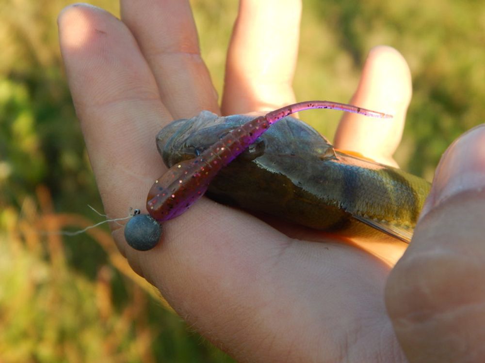 Мягкая съедобная приманка LJ Pro Series TROUTINO, 2.5 in (63 мм), цвет 101, 8шт