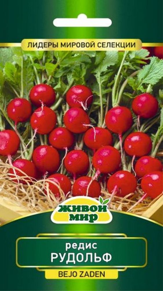 Редис &quot;Рyдoльф&quot; 2г, Нидерланды.