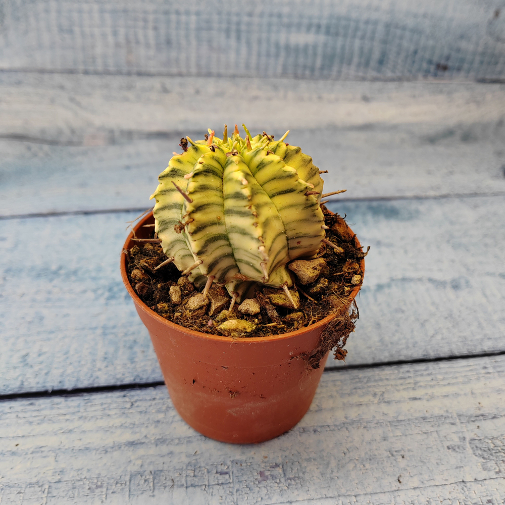 Euphorbia meloformis f. Variegated (Эуфорбия вариегатная)