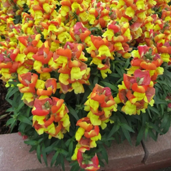 Львиный зев Флорал Шауэрс Эприкот Биколор (50шт) Витагрин Профи