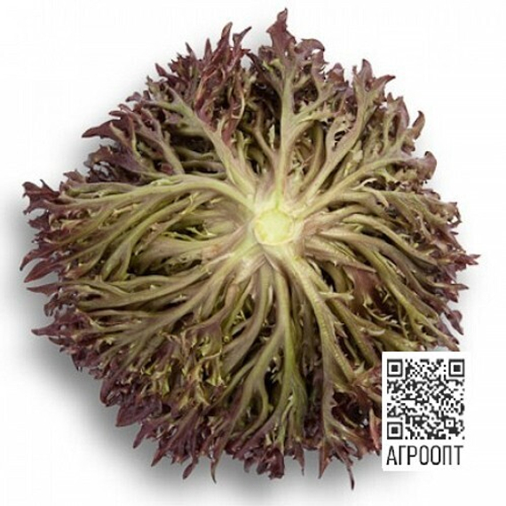 Триплекс семена салата хрустящего с сильно рассеченным листом (Rijk Zwaan / ALEXAGRO) культура – фото 10