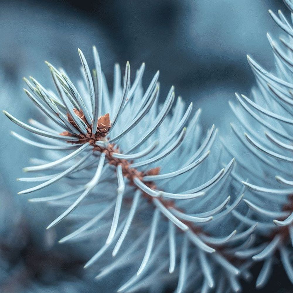 Голубая ель (Blue Spruce)