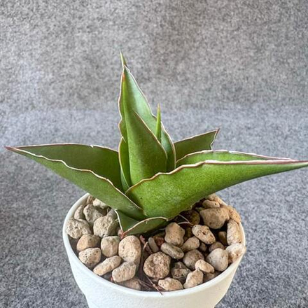 Сансевиерия TOWER BLUE