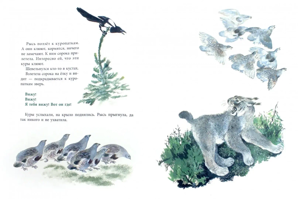 Болтливая сорока