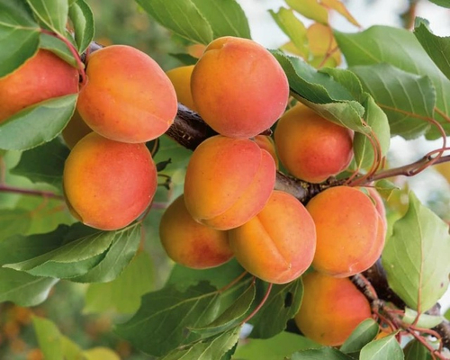 Абрикос Звездный