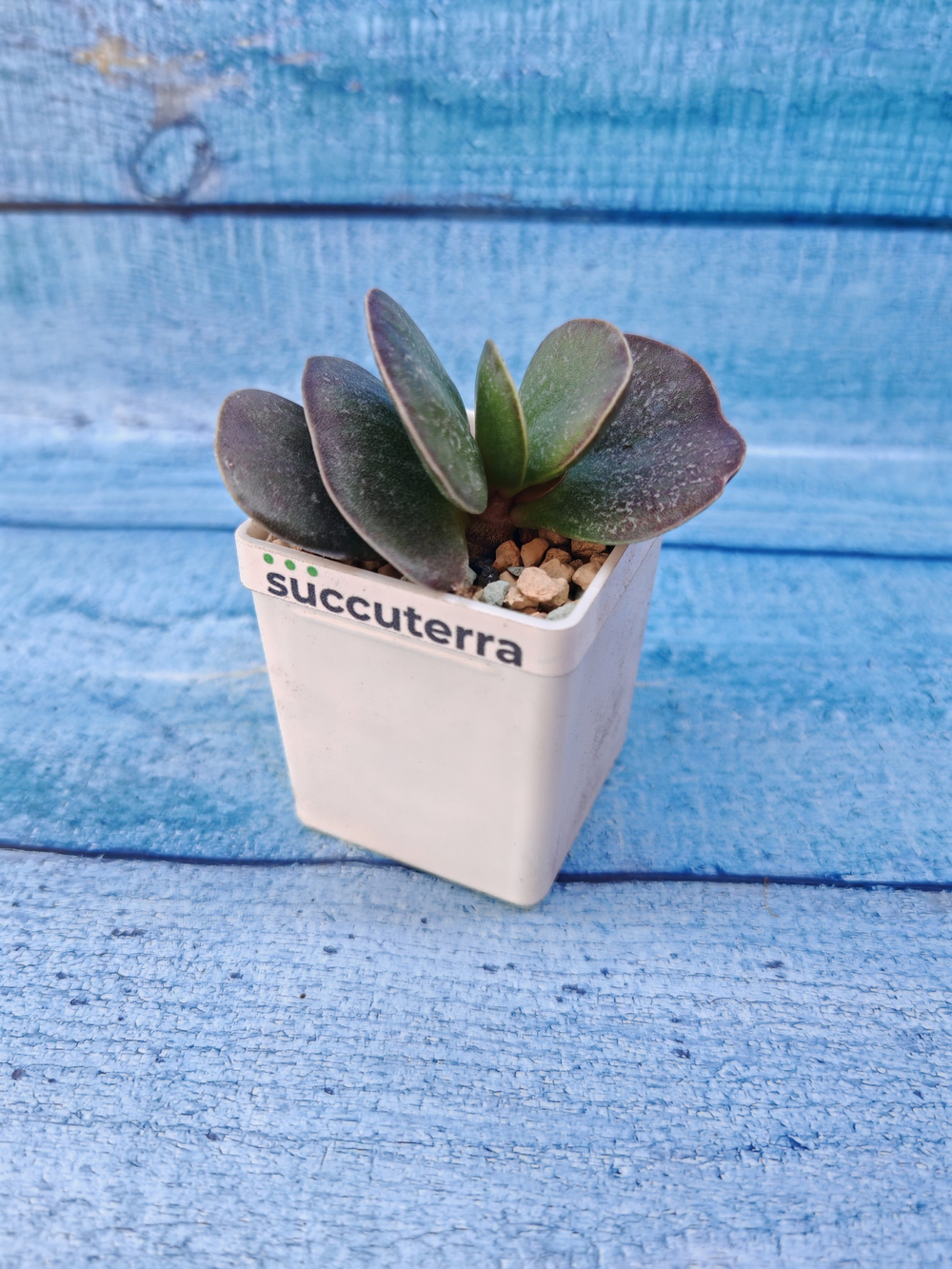 Adromischus Maculatus hyb. (Адромискус)