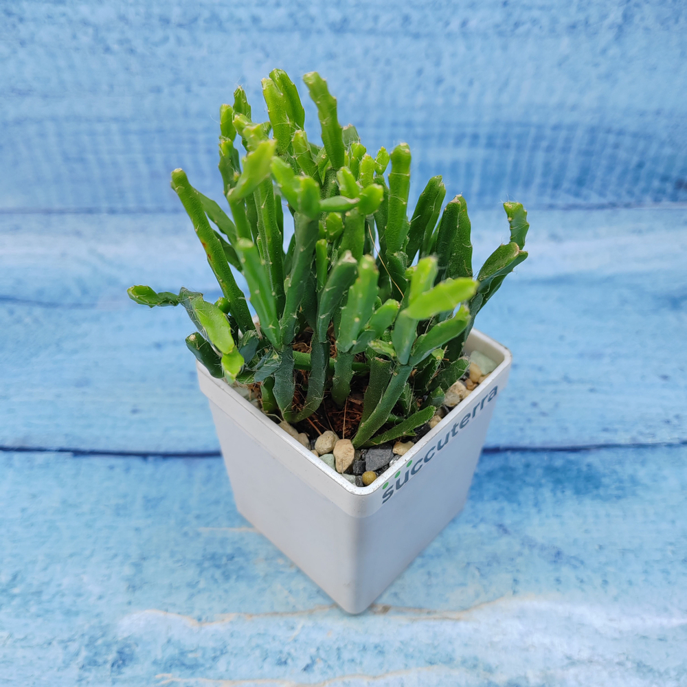 Rhipsalis Ewaldiana (Рипсалис)