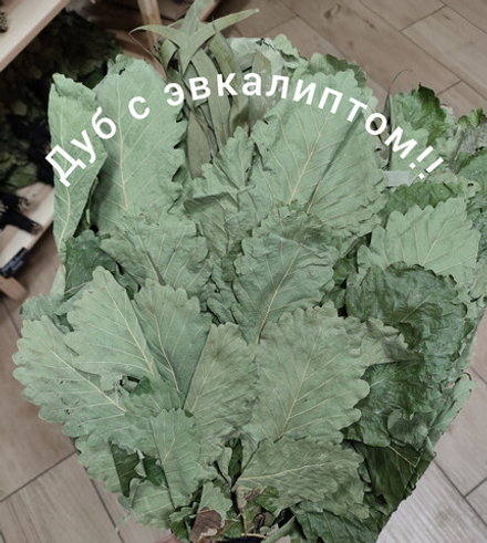 Дуб с эвкалиптом