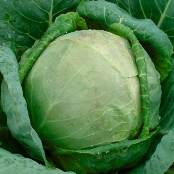 Глория F1 семена капусты белокочанной (Syngenta / ALEXAGRO) культура – фото 2