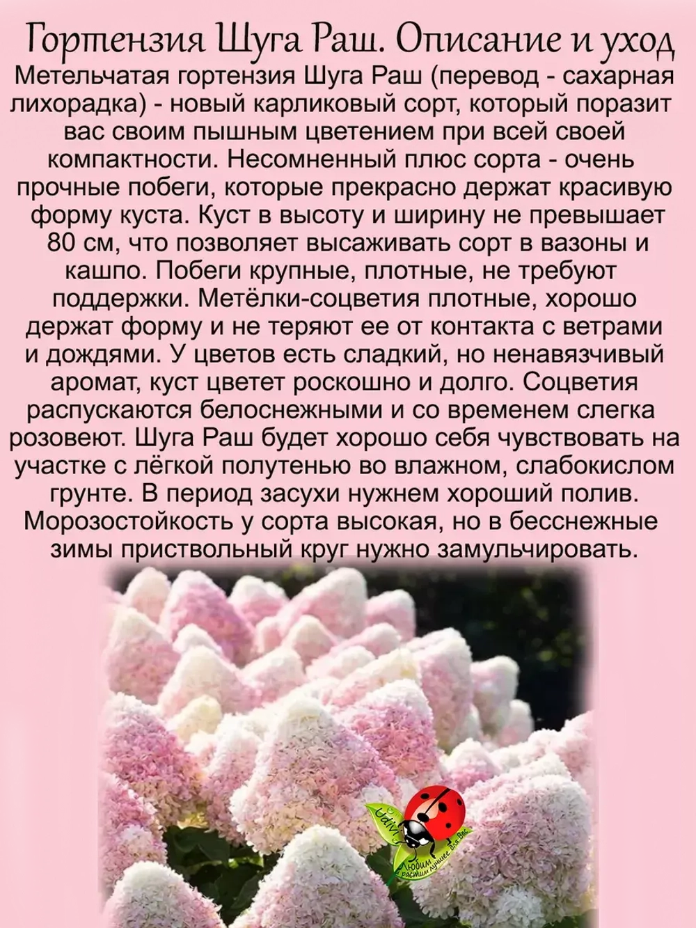 Гортензия Шуга Раш низкорослая карликовая