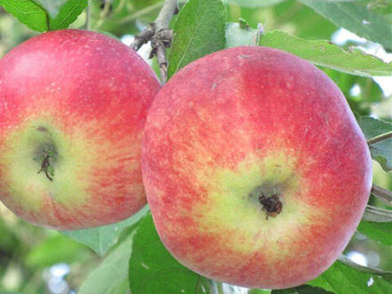 Яблоня летняя Московская грушовка (3-летняя) п/карл.подвой ЗКС