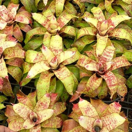 Неорегелия JS BROWN