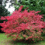 Бересклет европейский С3 80-100