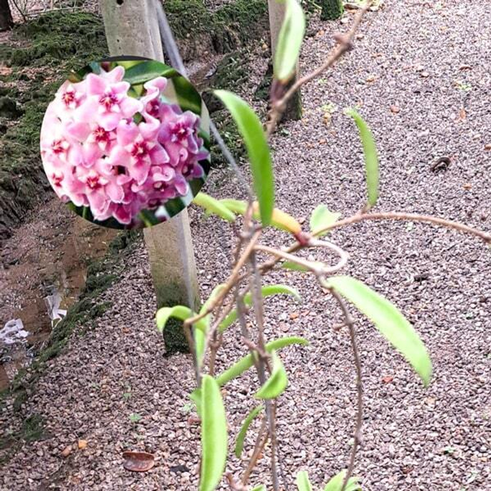 Хойя MINIBELLE (CARNOZA X SHEPDARDII)