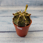 Gymnocalycium Friedrichii (Гимнокалициум)