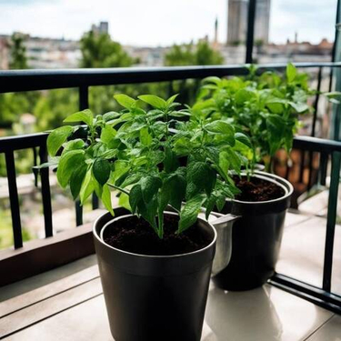 Закаливание рассады: бережная подготовка к суровому сибирскому лету