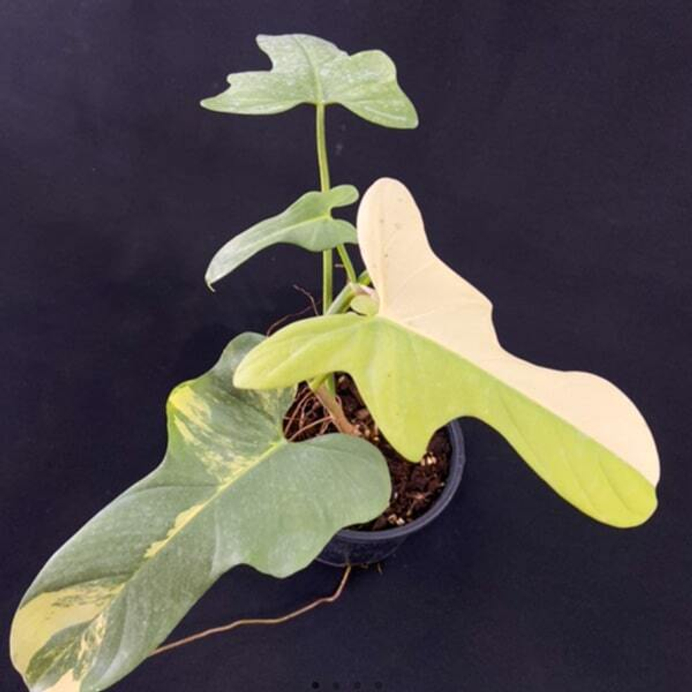 Филодендрон BIPENNEFOLIUM