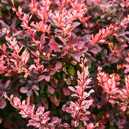 Барбарис Тунберга Пинк Аттрэктион С2 25-30