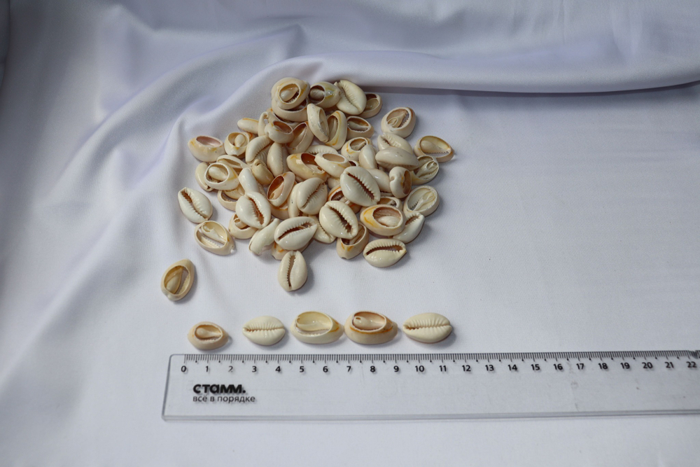 Ципреи Аннулус со срезом, 1,5-2см, 100гр, 100шт для чокера и браслета