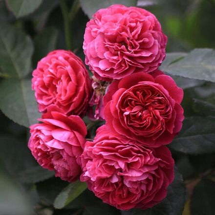 Бисантенэр де Гийо (Bicentenaire de Guillot)