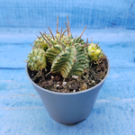 Euphorbia meloformis f. Variegated (Эуфорбия вариегатная)