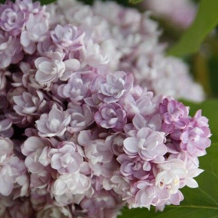 Сирень Montaigne (Монтень)