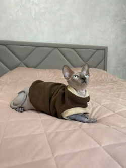 Одежда свитер для сфинксов кошек