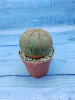 Euphorbia Obesa (Эуфорбия)