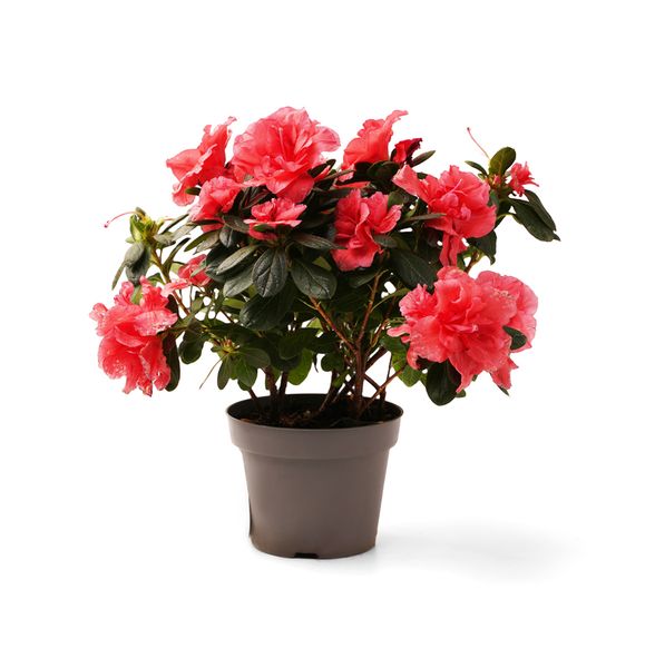 Профессиональное руководство по выращиванию азалии в домашних условиях