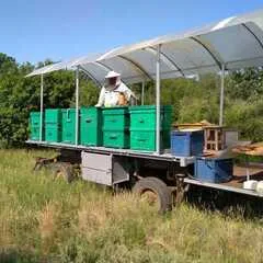 Пробник Белого меда (донник) / 100 гр