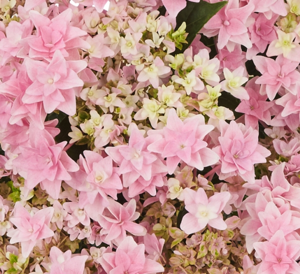 Floria Pink/ Флори Пинк