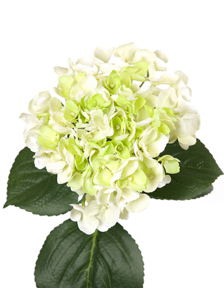Гортензия крупнолистная на стебле - Бело-зеленый