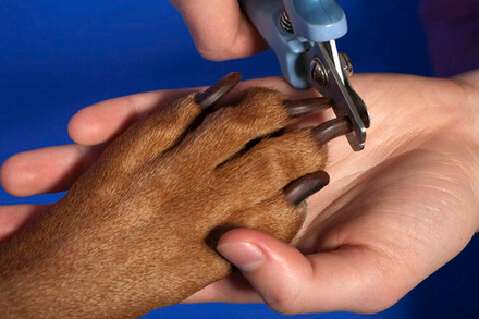 Гигиеническое подрезание когтей (собака)